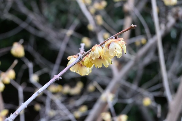 robai_chikurin_260211_01