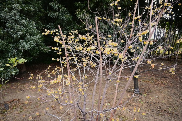 robai_chikurin_260211_02