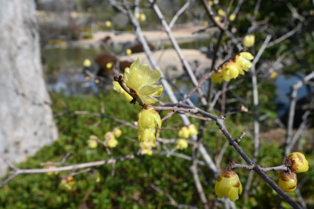 robai_nihonteien_260218_01