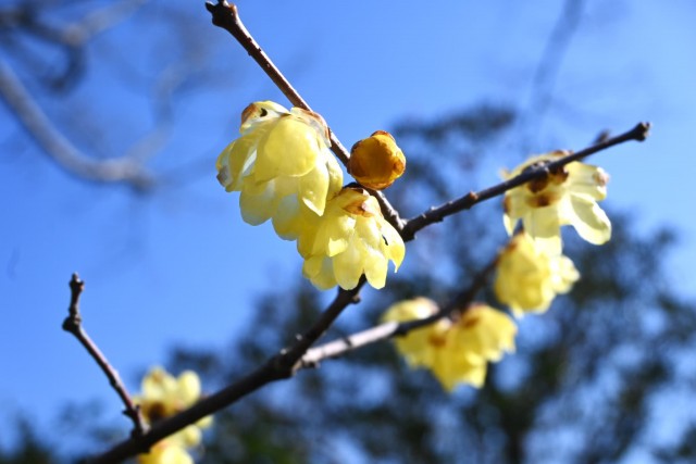 robai_nihonteien_260218_02