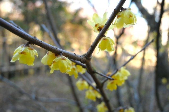 robai_nire_260218_01