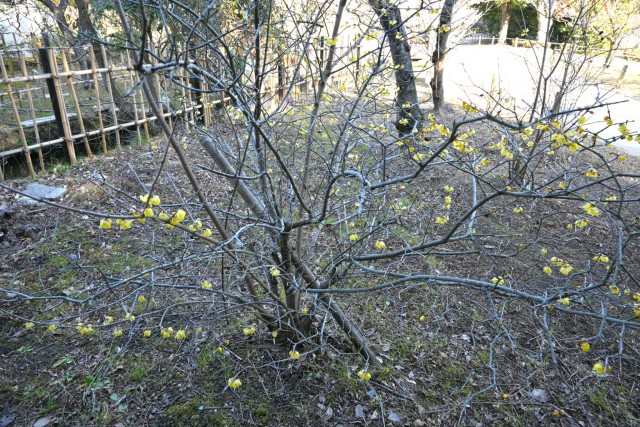 robai_nire_260218_02