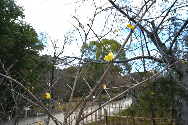 robai_nirenoike_260128_01