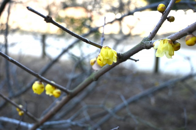 robai_nirenoike_260204_01