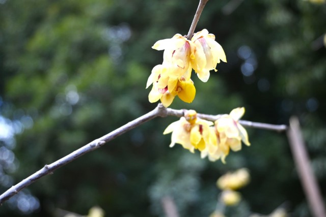 robai_tikurin_260128_01