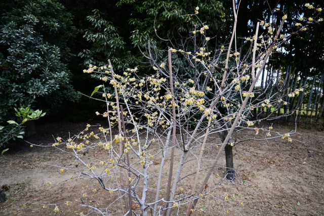 robai_tikurin_260128_02