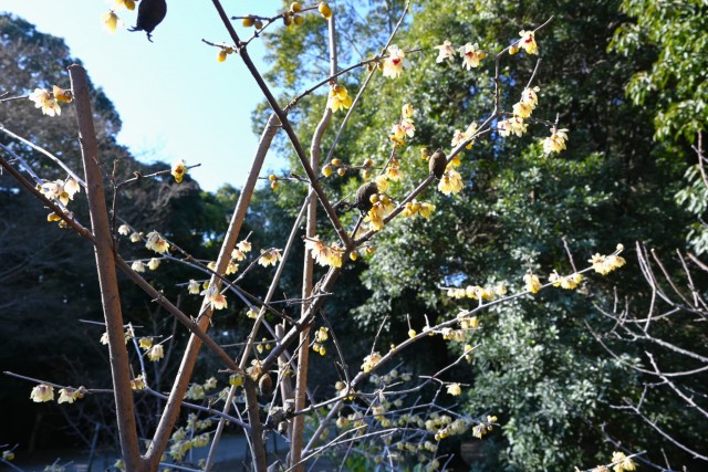 robai_tikurin_260204_03