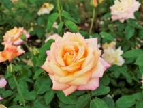 rose_211012_02