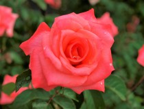 rose_211012_03