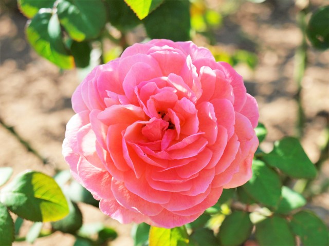 rose_211015_01