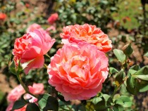 rose_211015_03