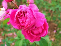 rose_211026_02