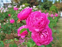 rose_211029_02