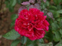 rose_211109_03