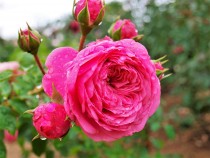 rose_211109_04