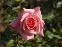 rose_211112_06