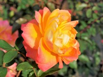 rose_211116_05