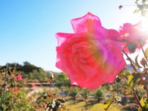 rose_211124_03