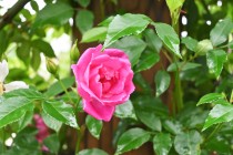 rose_220427_02