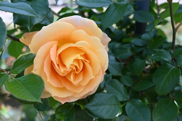 rose_220502_01