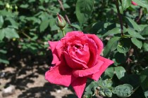 rose_220502_02