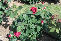 rose_220502_03