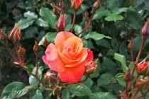 rose_220506_02