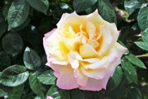 rose_220511_02