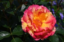 rose_220518_01