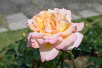 rose_220601_06