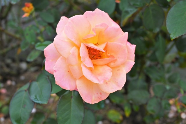 rose_221012_01