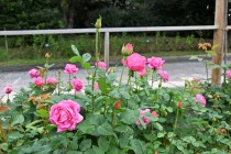 rose_221012_04