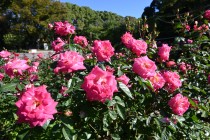 rose_221019_04