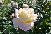 rose_221019_05