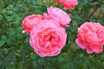 rose_221101_02