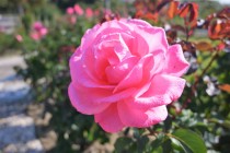 rose_221108_02