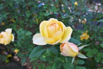 rose_221114_03