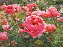 rose_221122_03