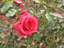 rose_221122_04