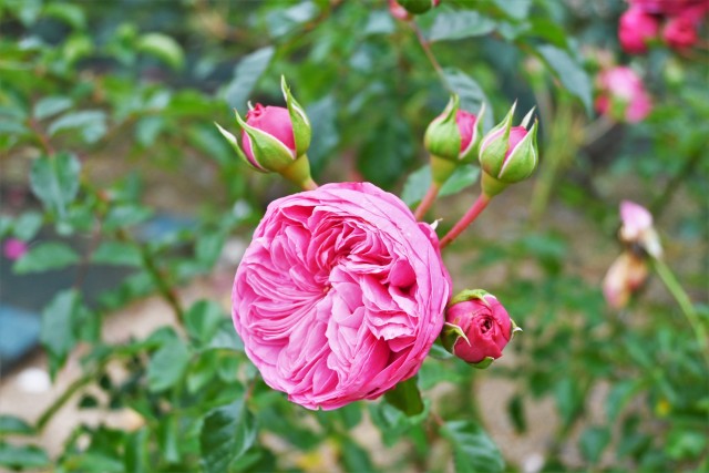 rose_221201_01