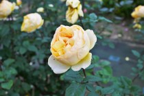 rose_221201_03