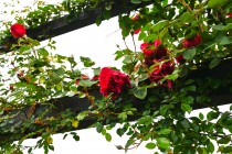 rose_230426_04