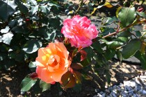 rose_230502_02