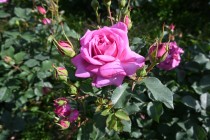 rose_230511_02