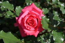 rose_230511_03