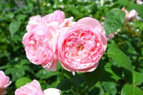 rose_230517_07