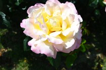 rose_230517_10