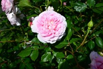 rose_230525_04