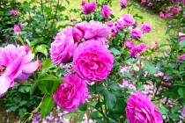 rose_230531_02