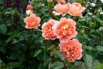 rose_230531_04